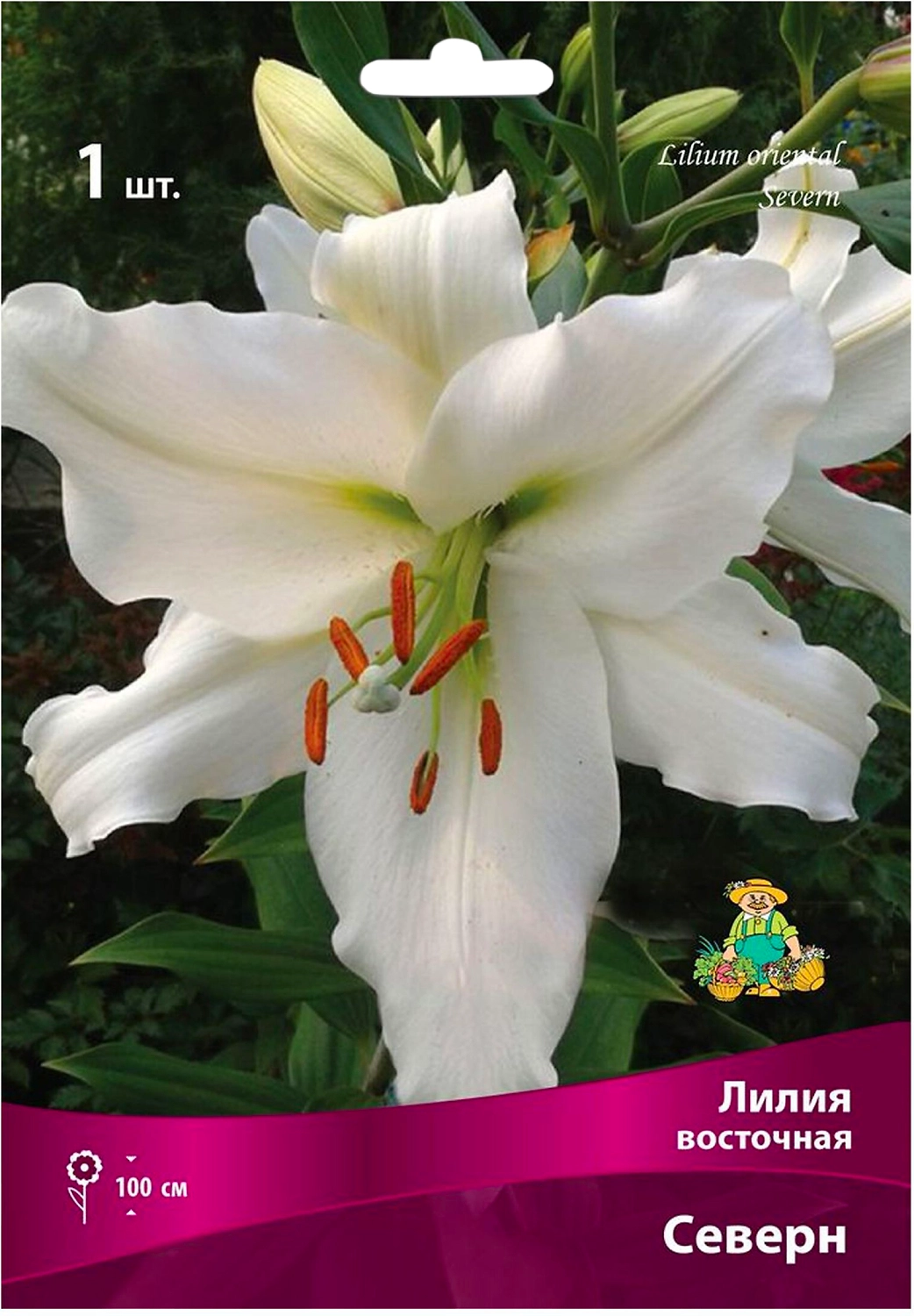 Луковица Лилии восточной ПОИСК Северн