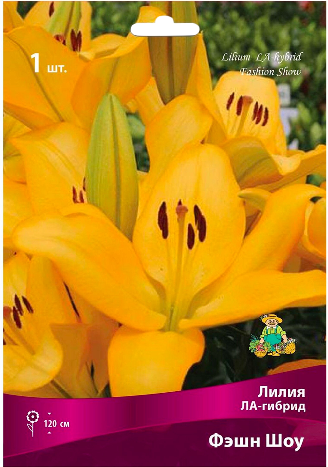 Луковица Лилии ЛА-гибрид ПОИСК Фэшн Шоу