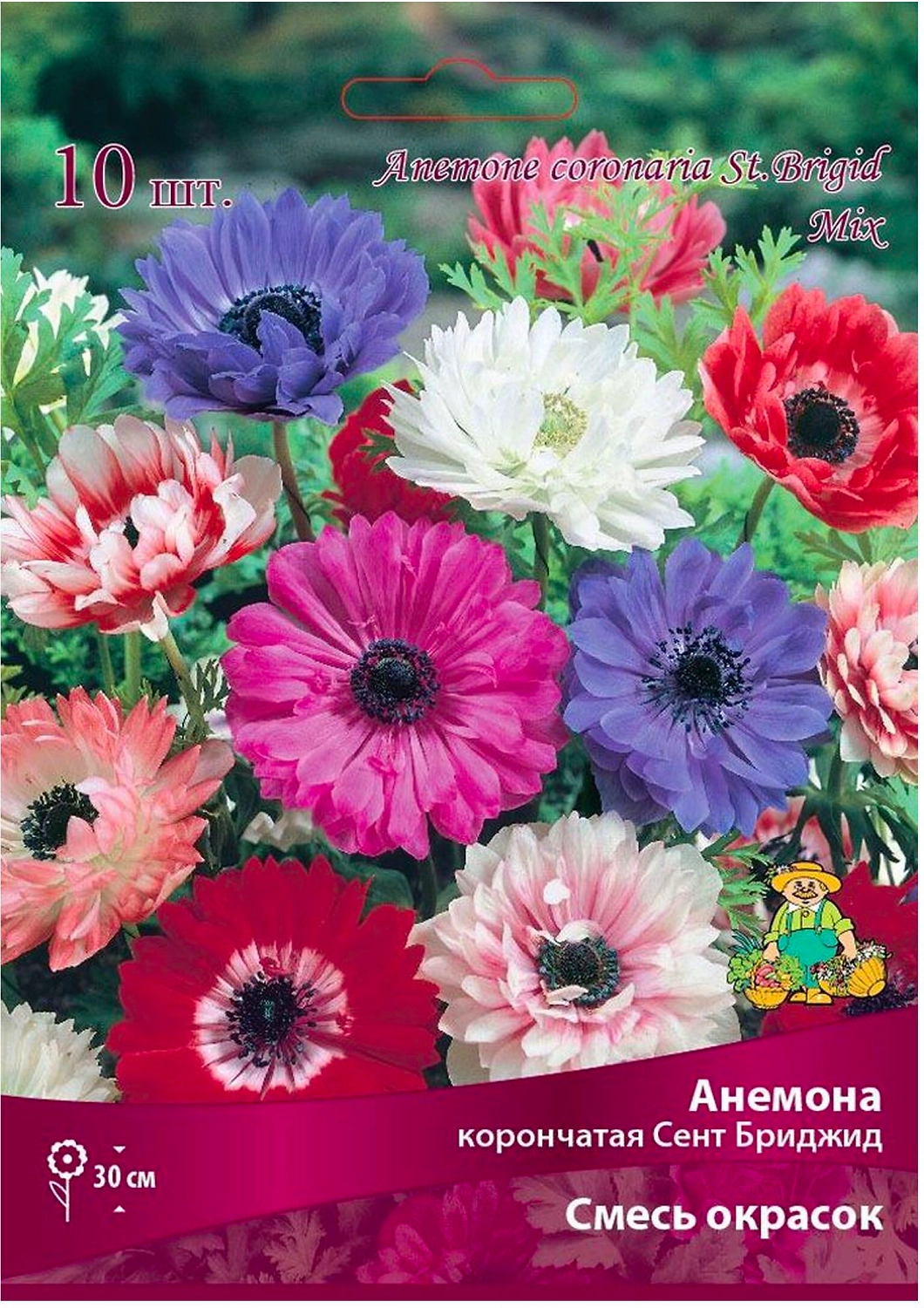 Луковицы Анемоны ПОИСК Сент Бриджит смесь окрасок 10 шт