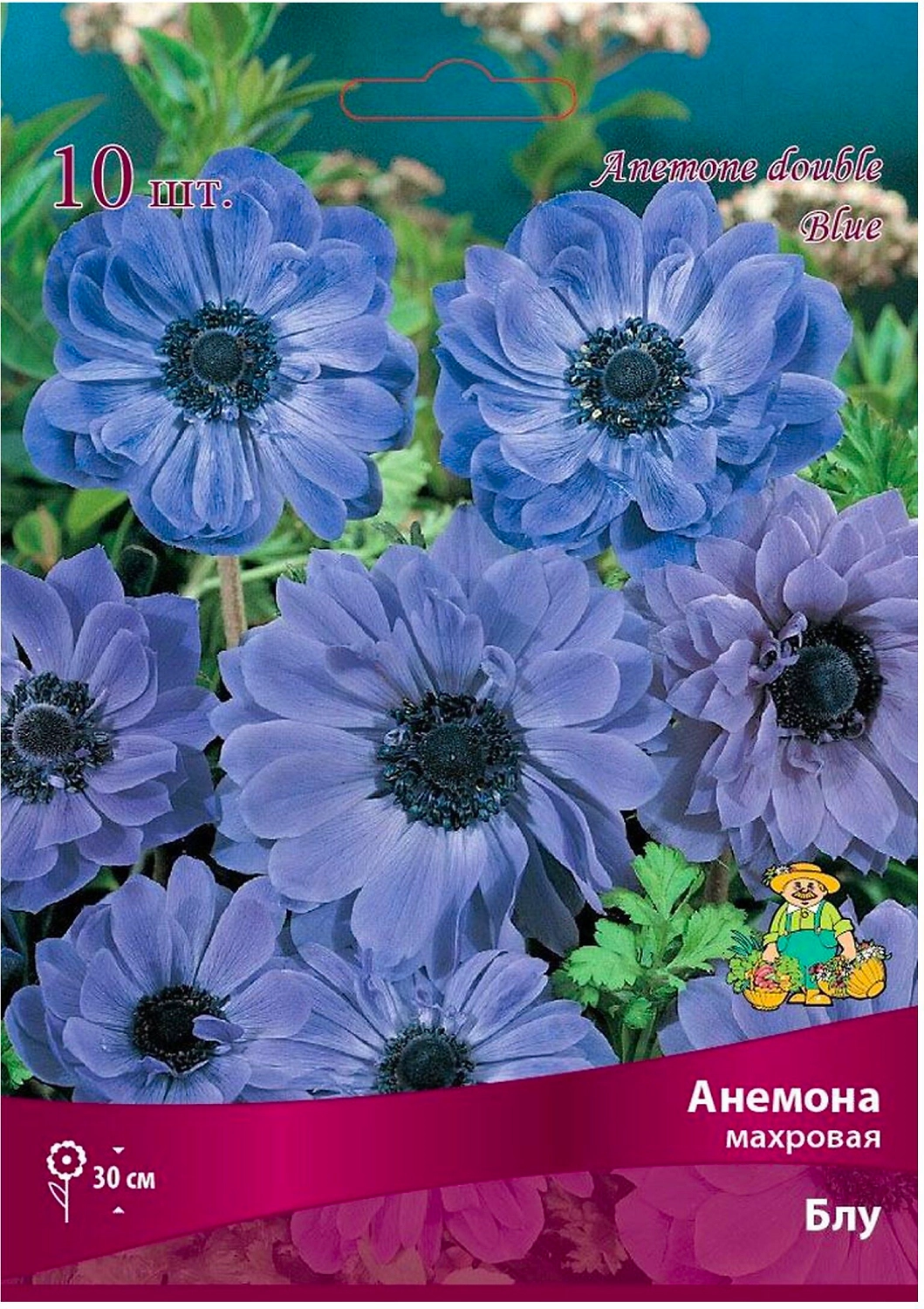 Луковицы анемоны ПОИСК Блу 10 шт