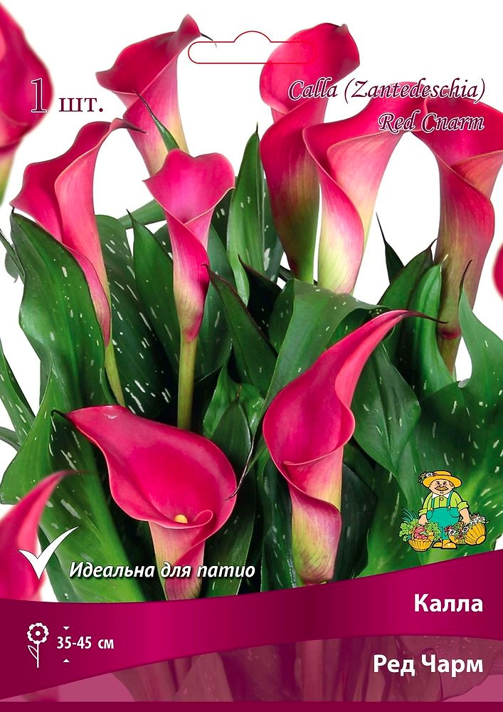 Луковицы калла ред чарм 1 шт