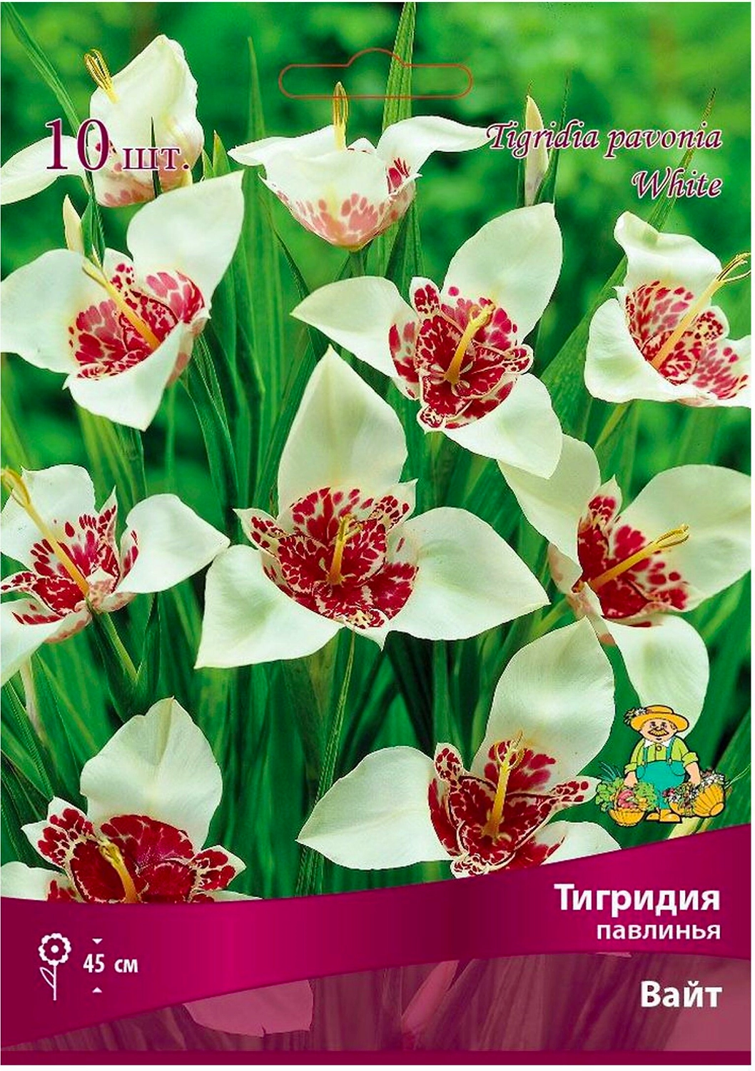 Луковицы тигридия ПОИСК Вайт 10 шт