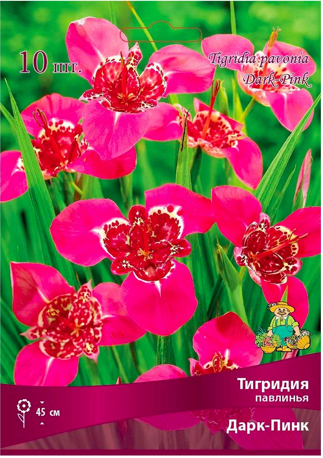 Луковицы тигридии ПОИСК Дарк-Пинк 10 шт