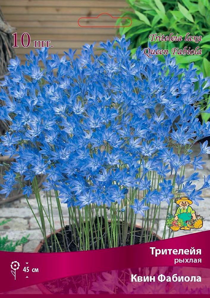 Луковицы трителейя квин фабиола 10 шт