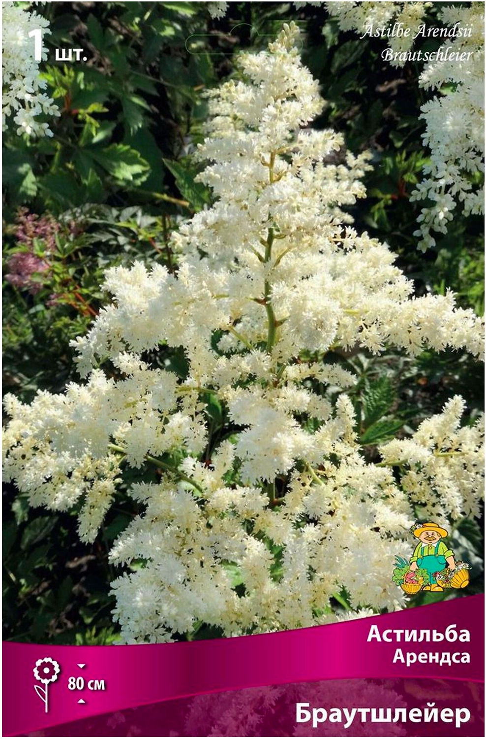 Луковица Астильбы ПОИСК Арендса Браутшлейер