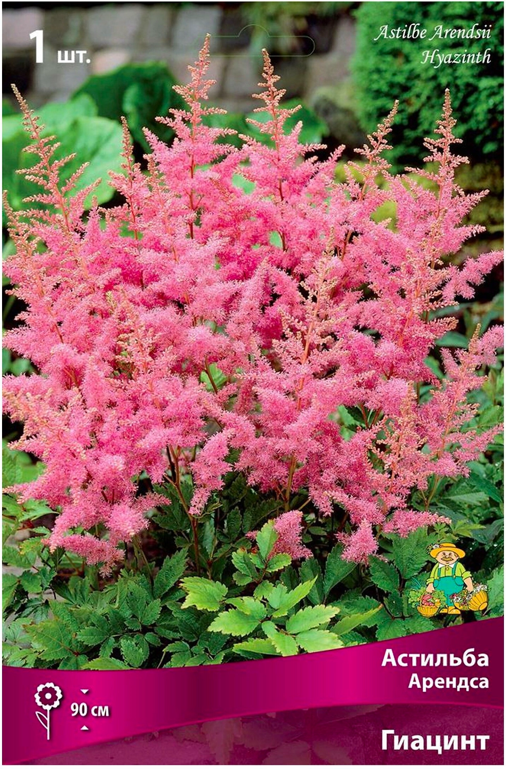 Луковица Астильбы ПОИСК Арендса Гиацинт