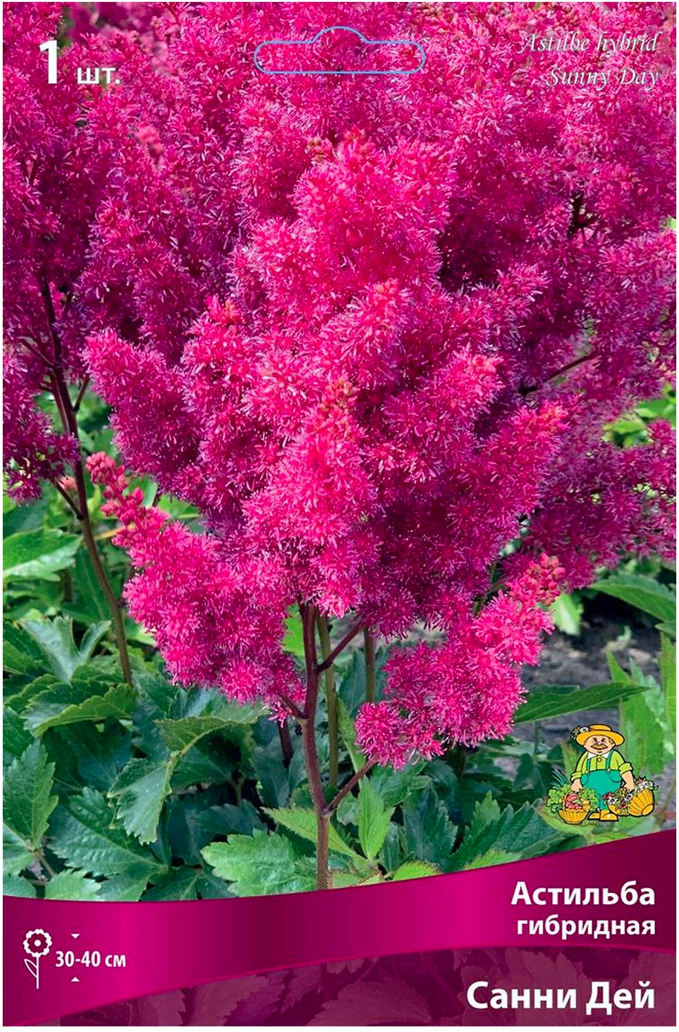 Луковица Астильбы ПОИСК Санни Дей
