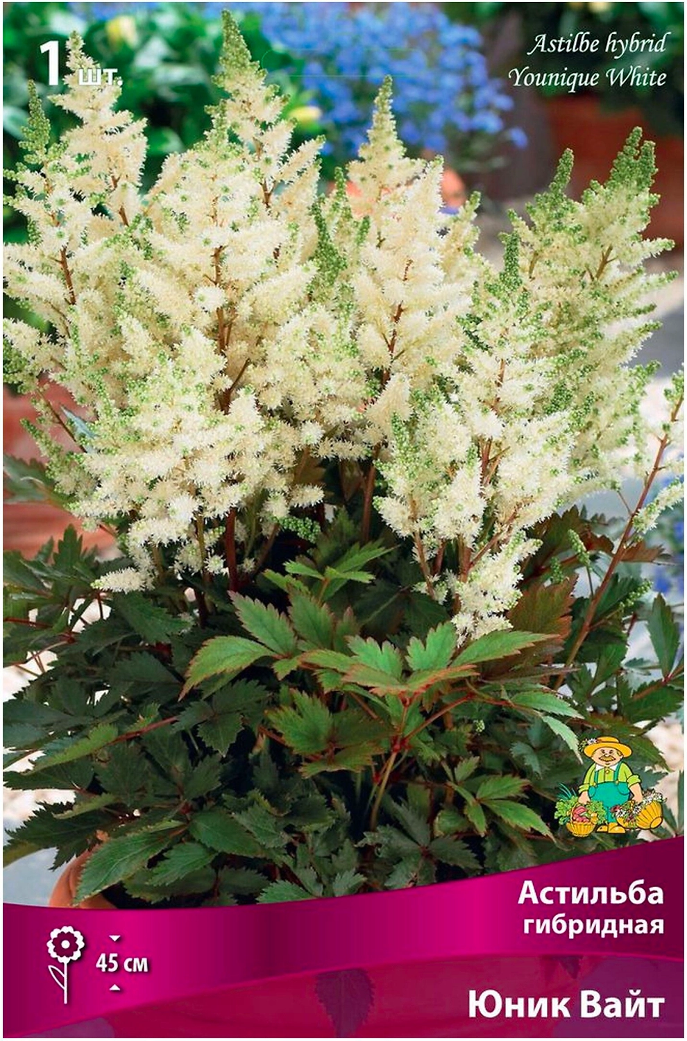 Луковица Астильбы ПОИСК Юник Вайт