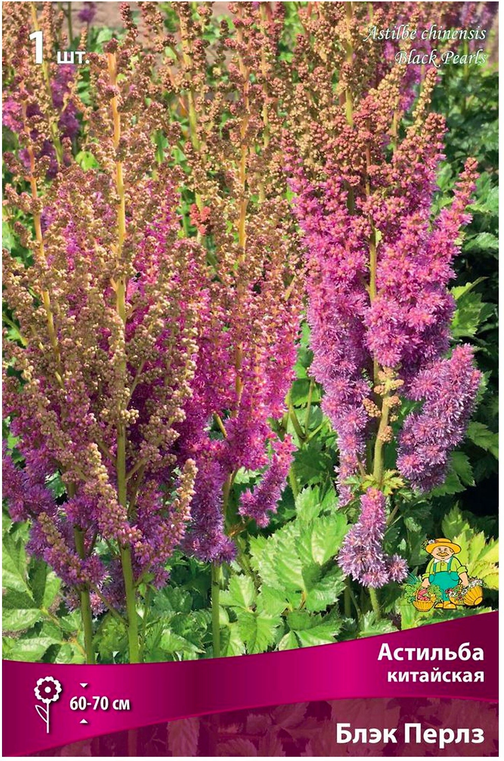Луковица Астильбы ПОИСК Блэк Перлз