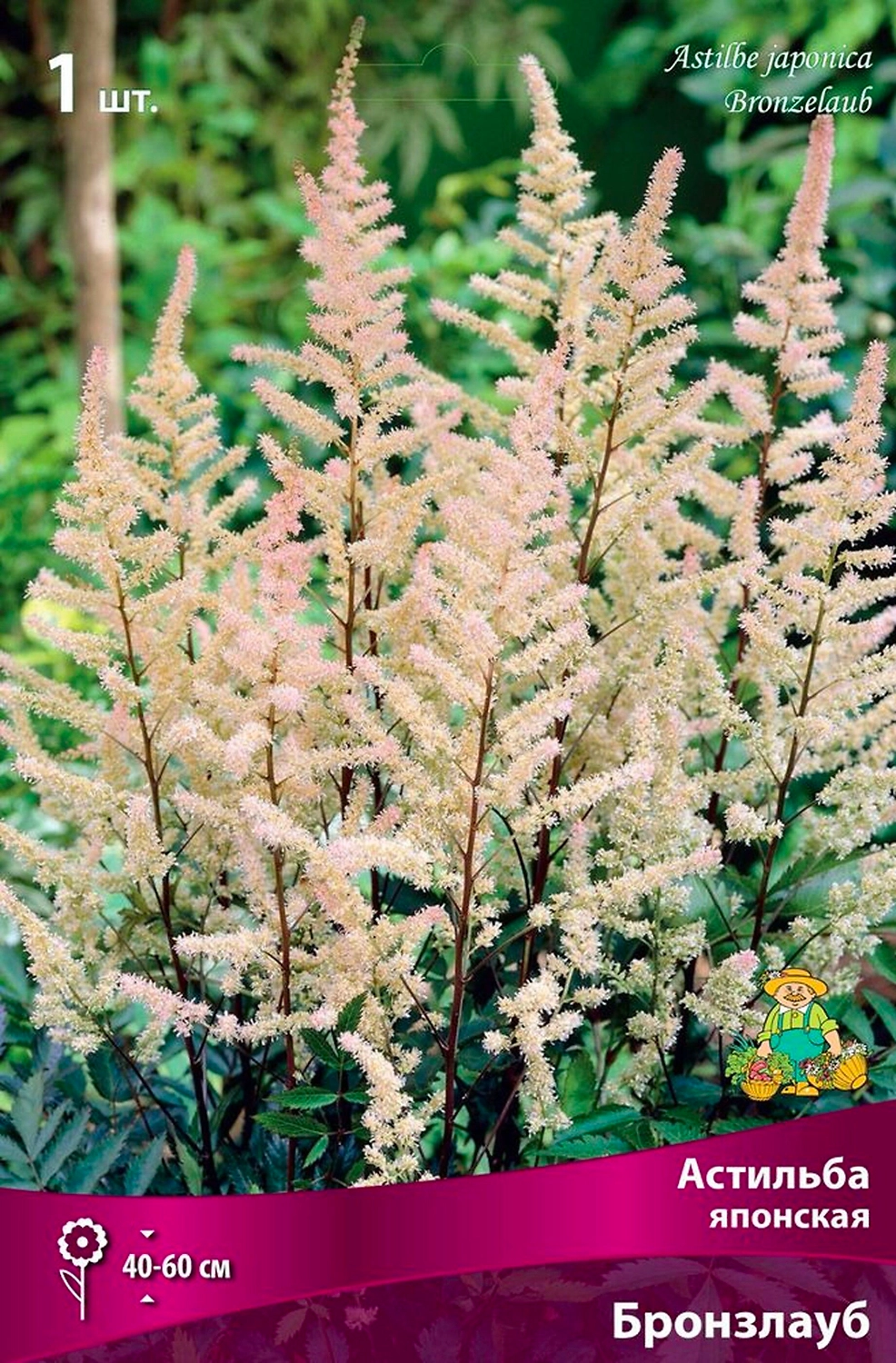 Луковица Астильбы ПОИСК Бронзлауб