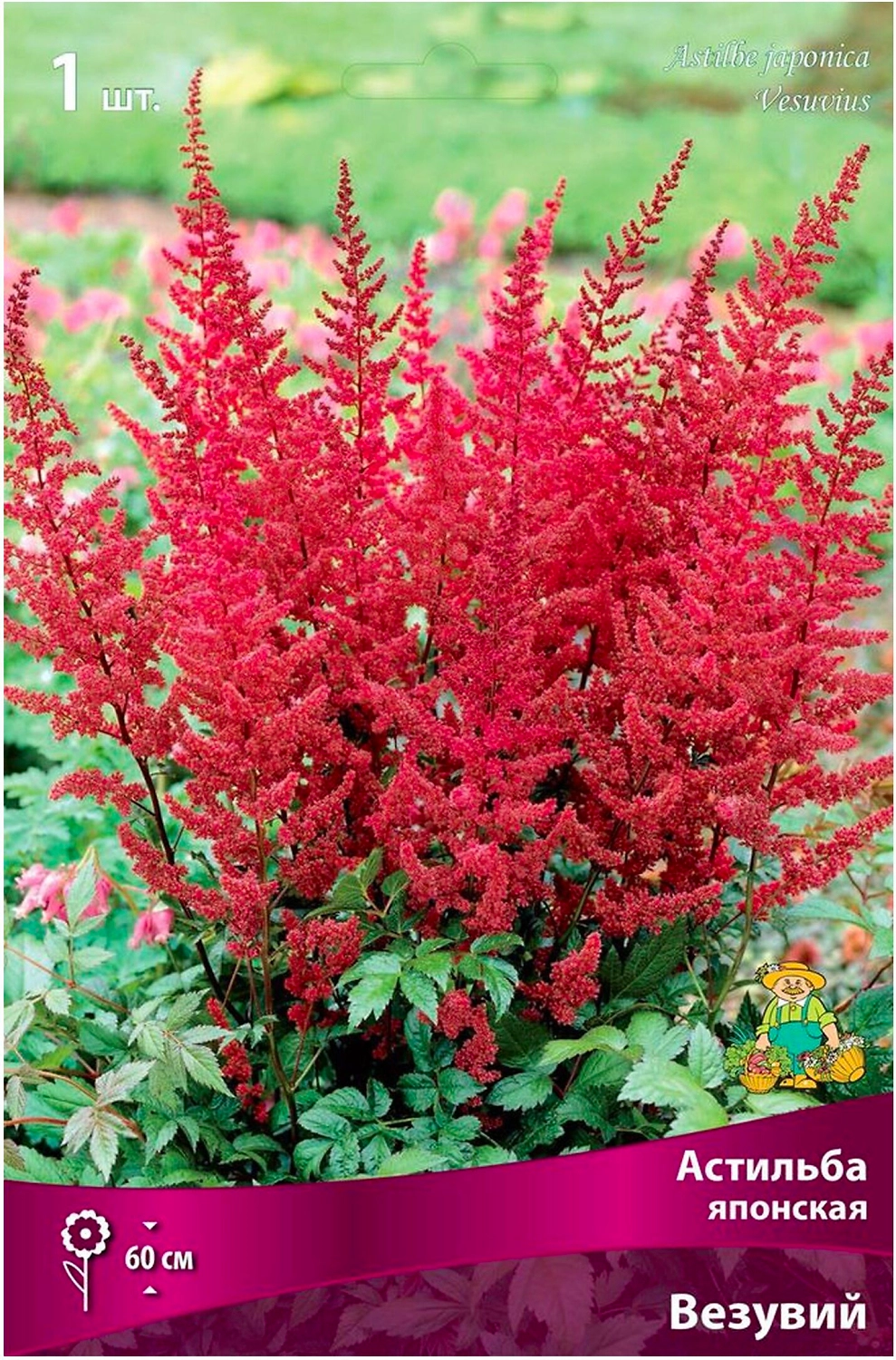 Луковица Астильбы ПОИСК Везувий
