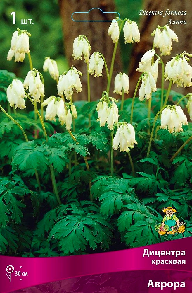 Семена Дицентра многолетняя красивая аврора 1 шт