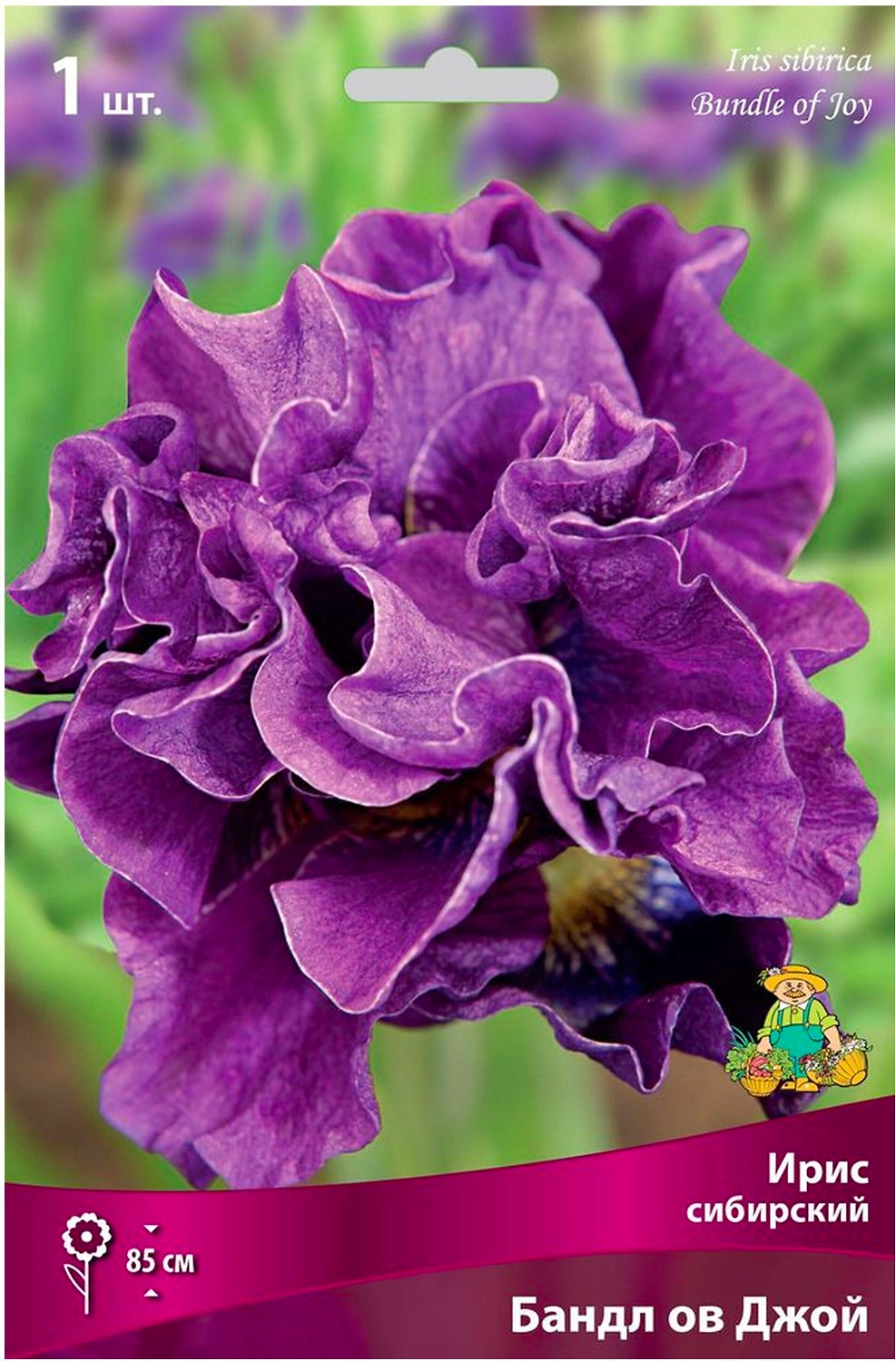 Луковица Ириса ПОИСК Бандл ов Джой