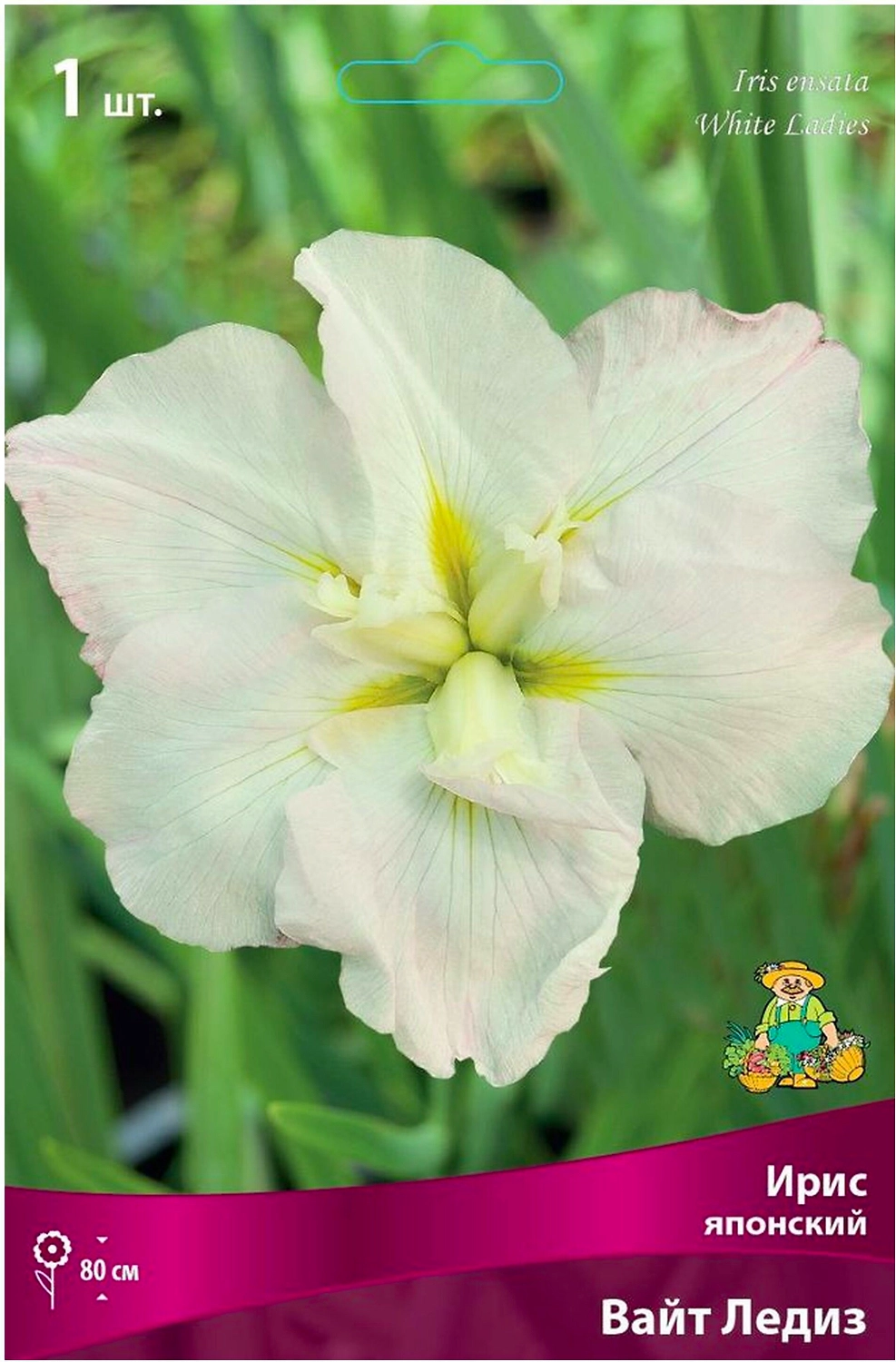 Луковица Ириса ПОИСК Люкс Вайт Ледиз