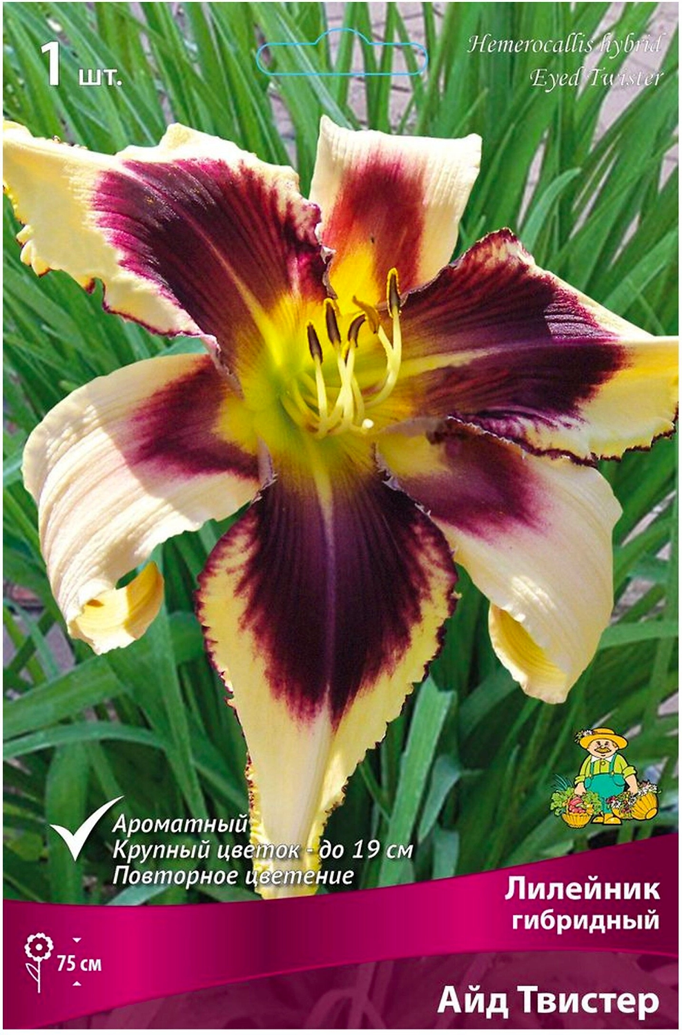 Луковица Лилейника ПОИСК Айд Твистер