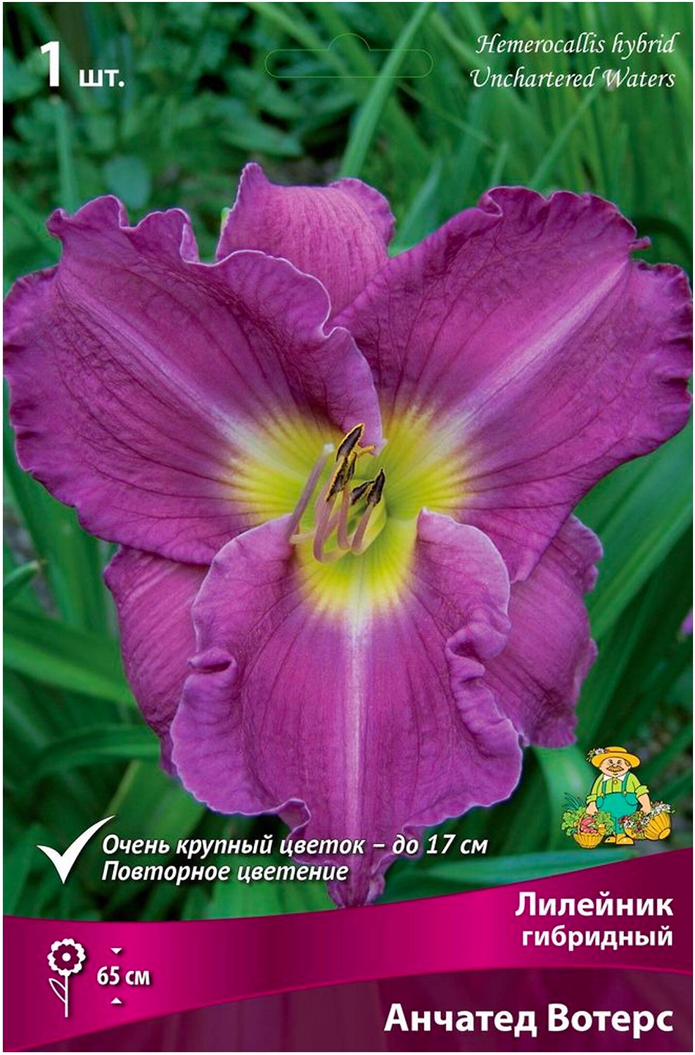 Луковица Лилейника ПОИСК Анчатед Вотерс