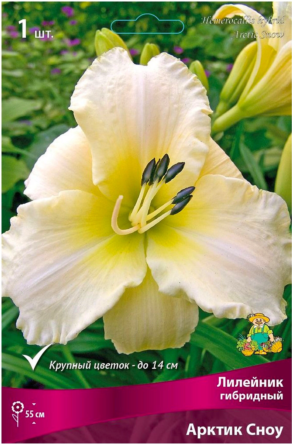 Корневище Лилейника ПОИСК Арктик Сноу