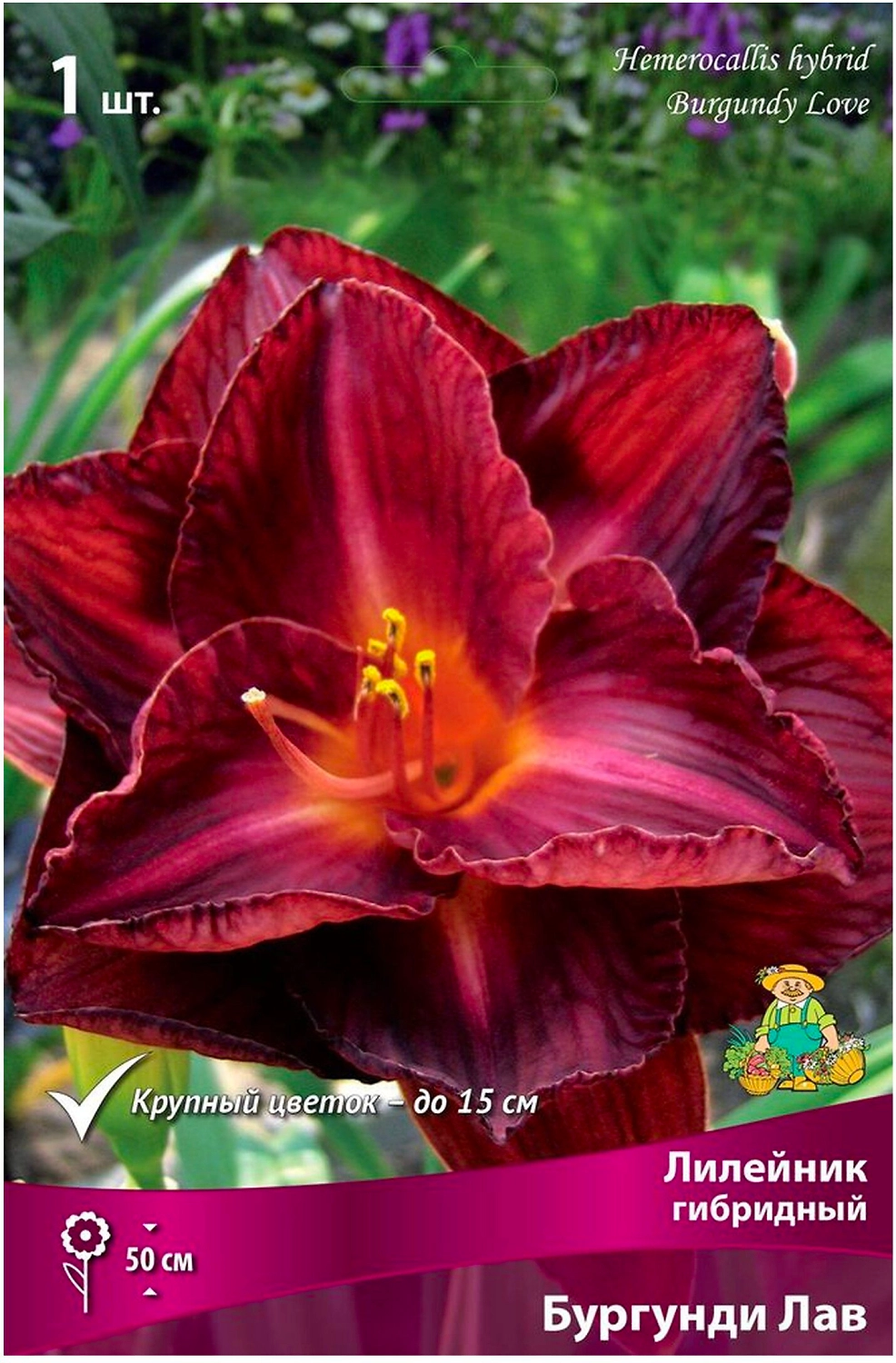 Луковица Лилейника ПОИСК Бургунди Лав