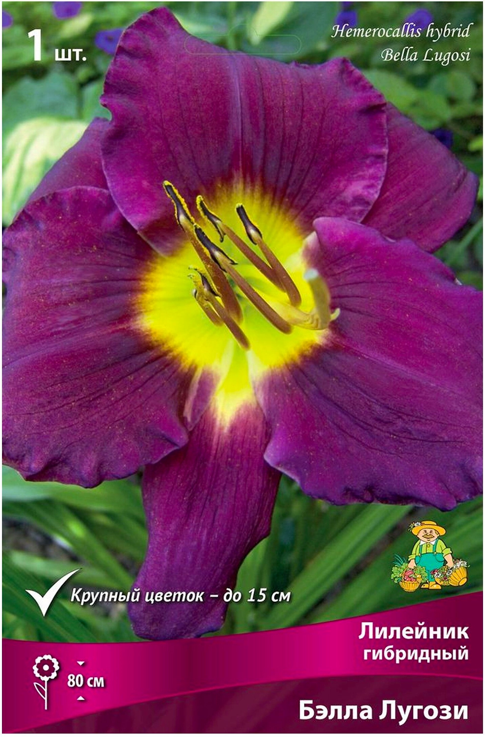 Луковица Лилейника ПОИСК Бэлла Лугози