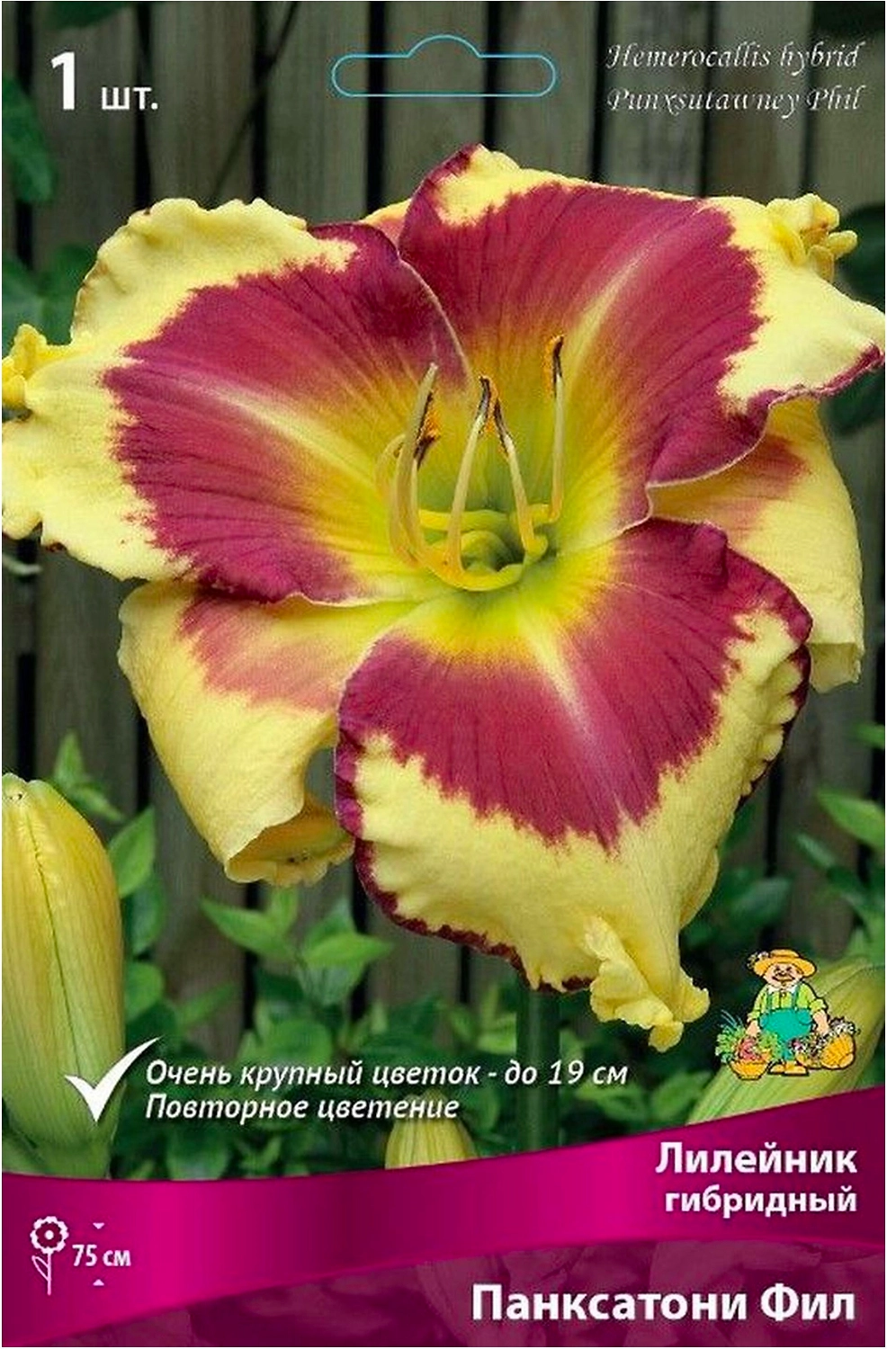 Корневище Лилейника ПОИСК Панксатони Фил