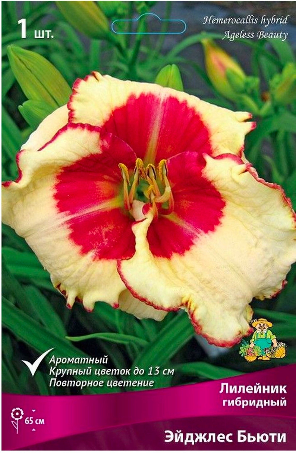 Луковица лилейника ПОИСК Эйджлес Бьюти