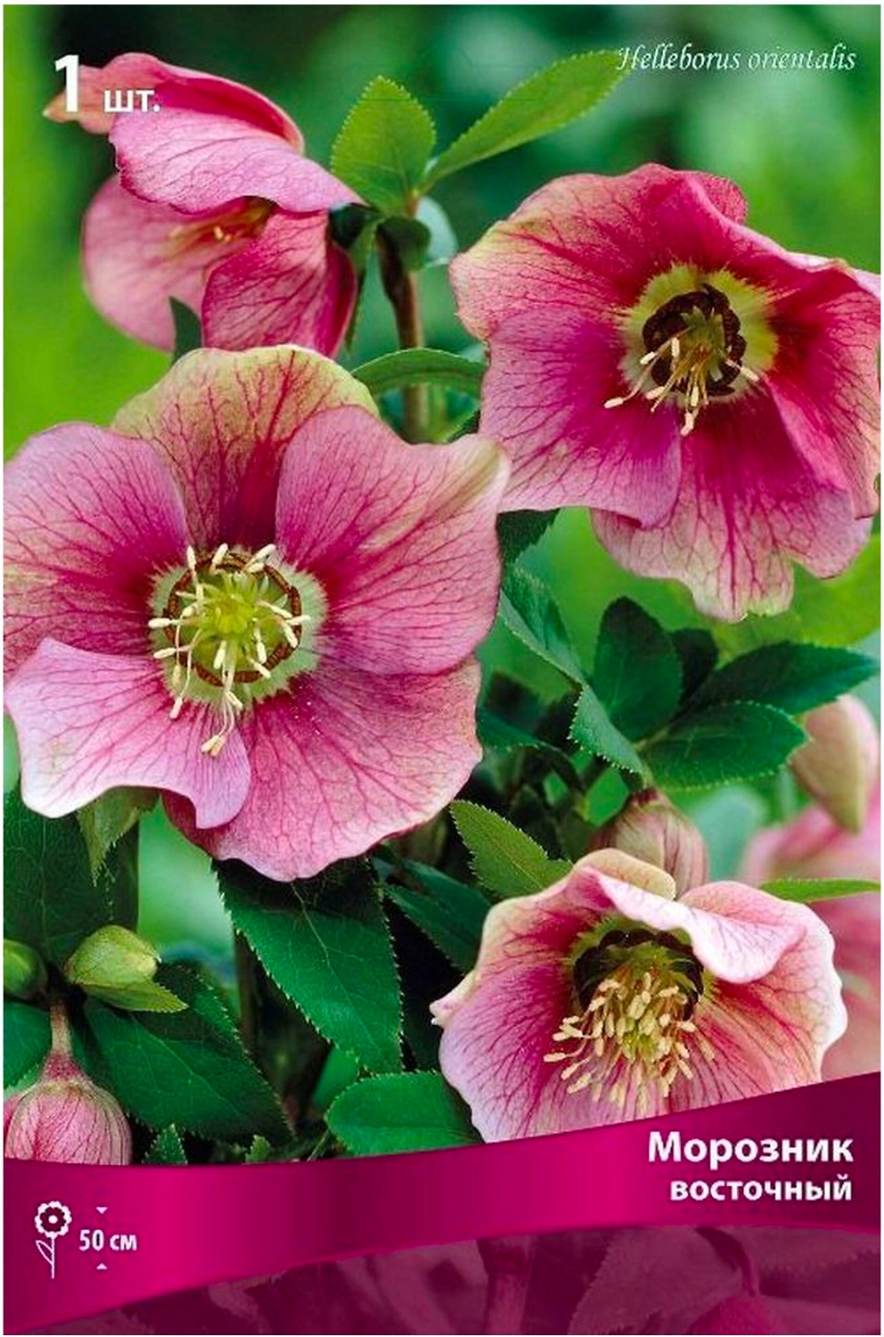 Корневище Зимовника ПОИСК Восточный