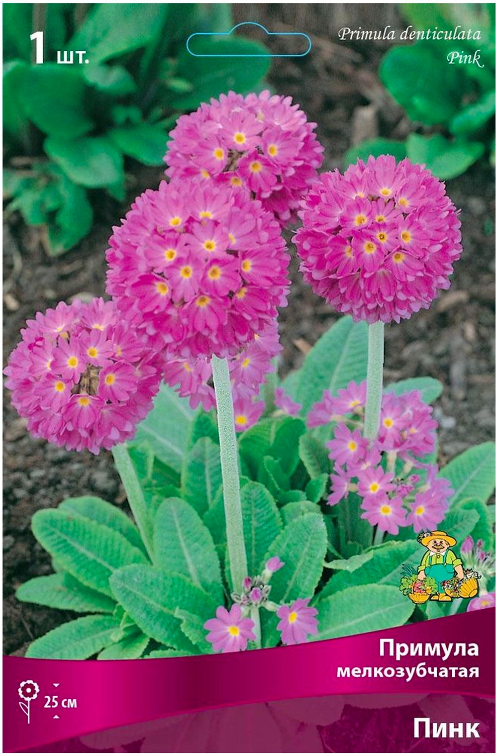 Луковица Примулы ПОИСК Пинк