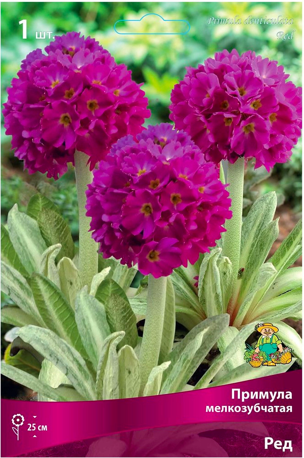 Луковица Примулы ПОИСК Ред