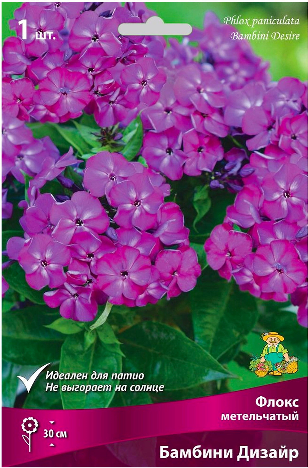 Корневище Флокса ПОИСК Бамбини Дизайр