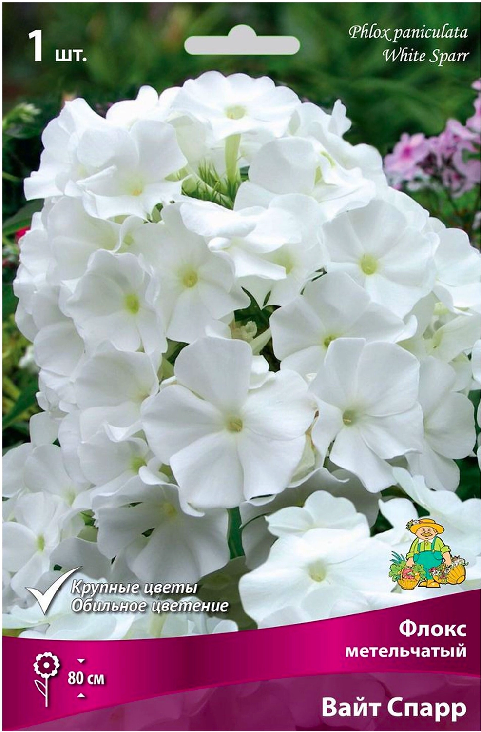 Корневище Флокса ПОИСК Вайт Спарр