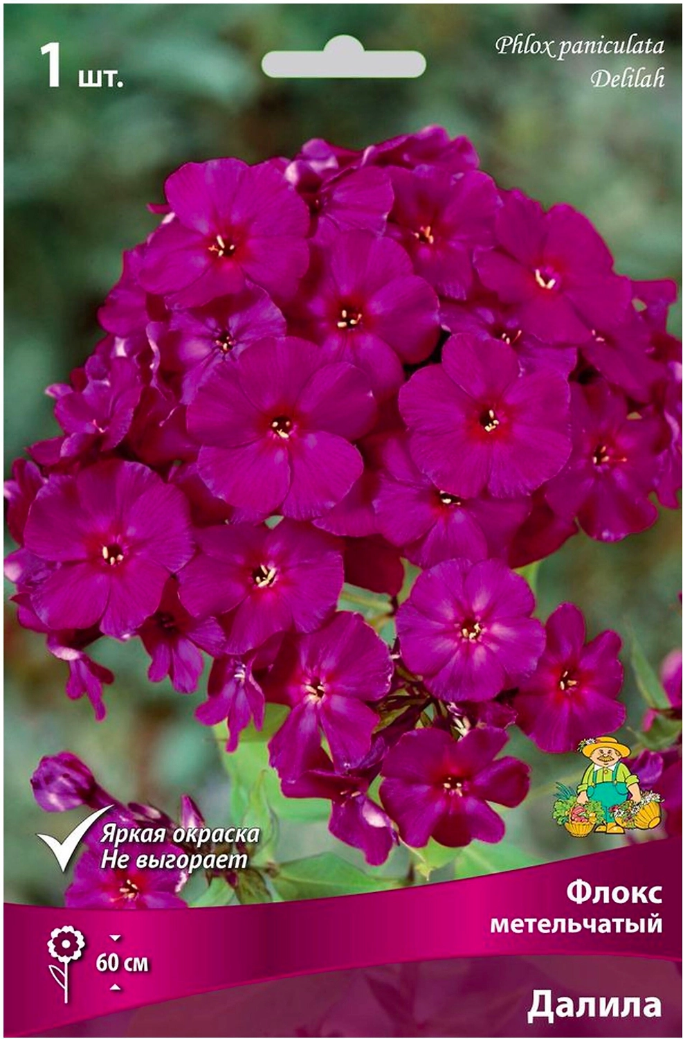 Корневище Флокса ПОИСК Далила