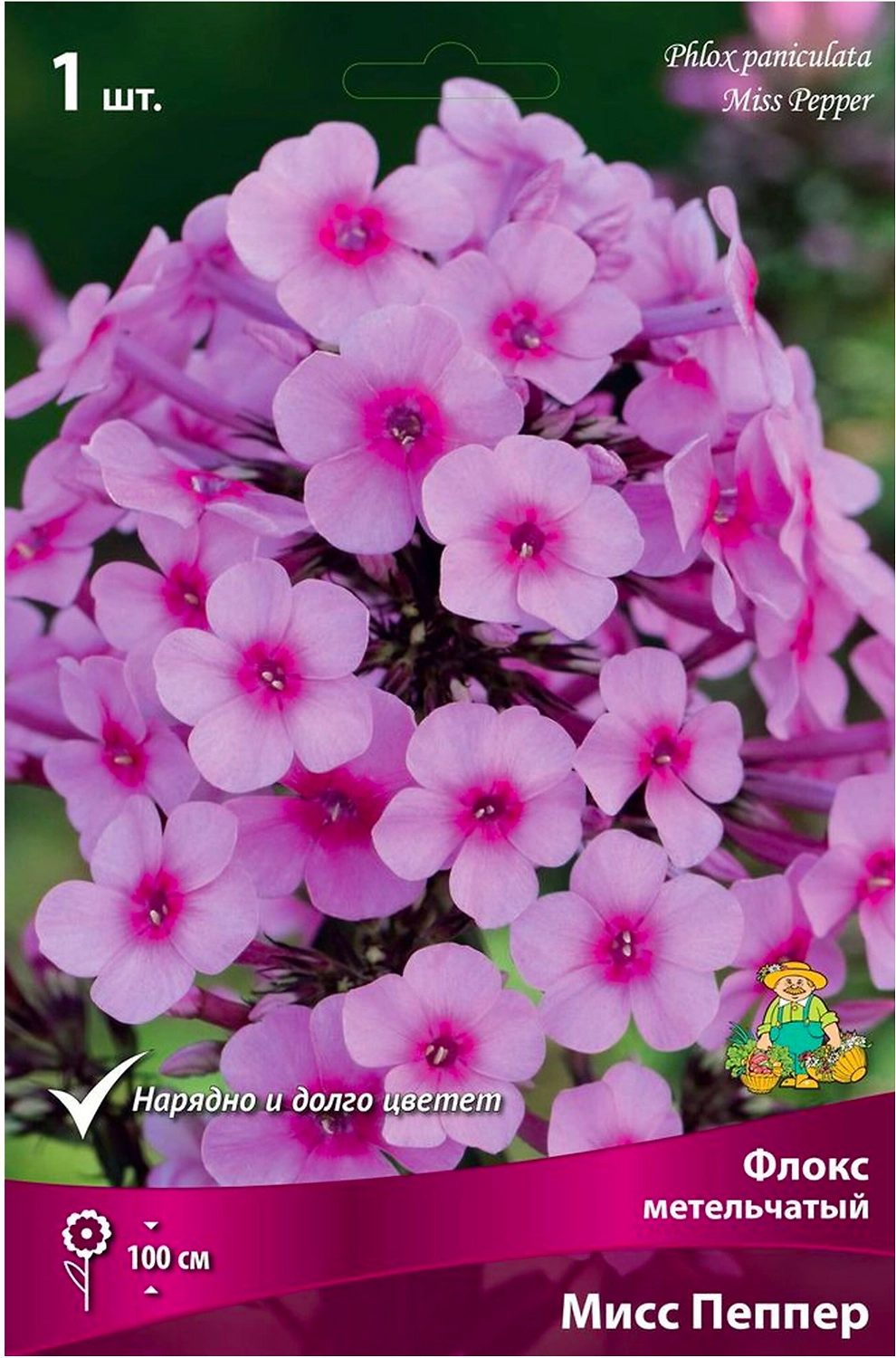 Корневище Флокса ПОИСК Мисс Пеппер