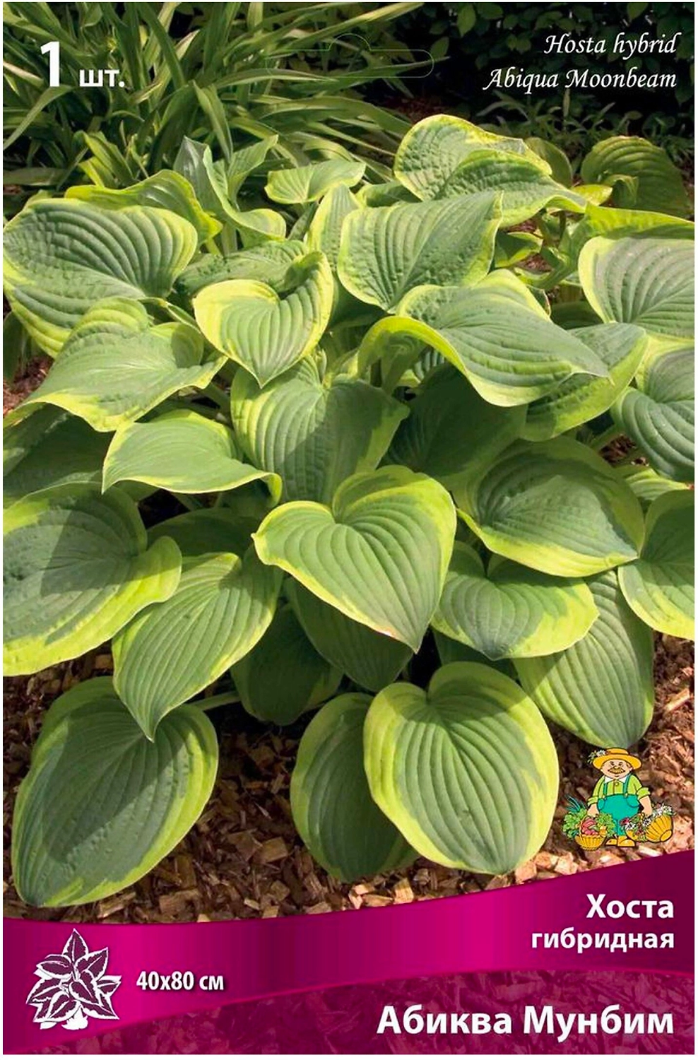 Корневище Хосты ПОИСК Абиква Мунбим