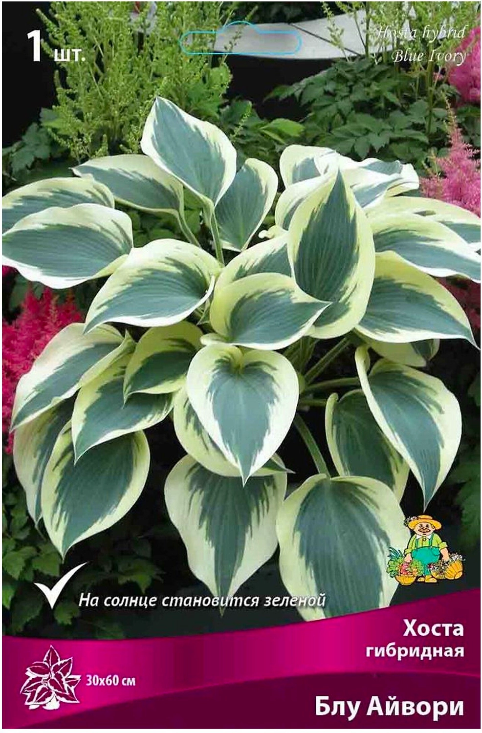 Корневище Хосты ПОИСК Блу Айвори