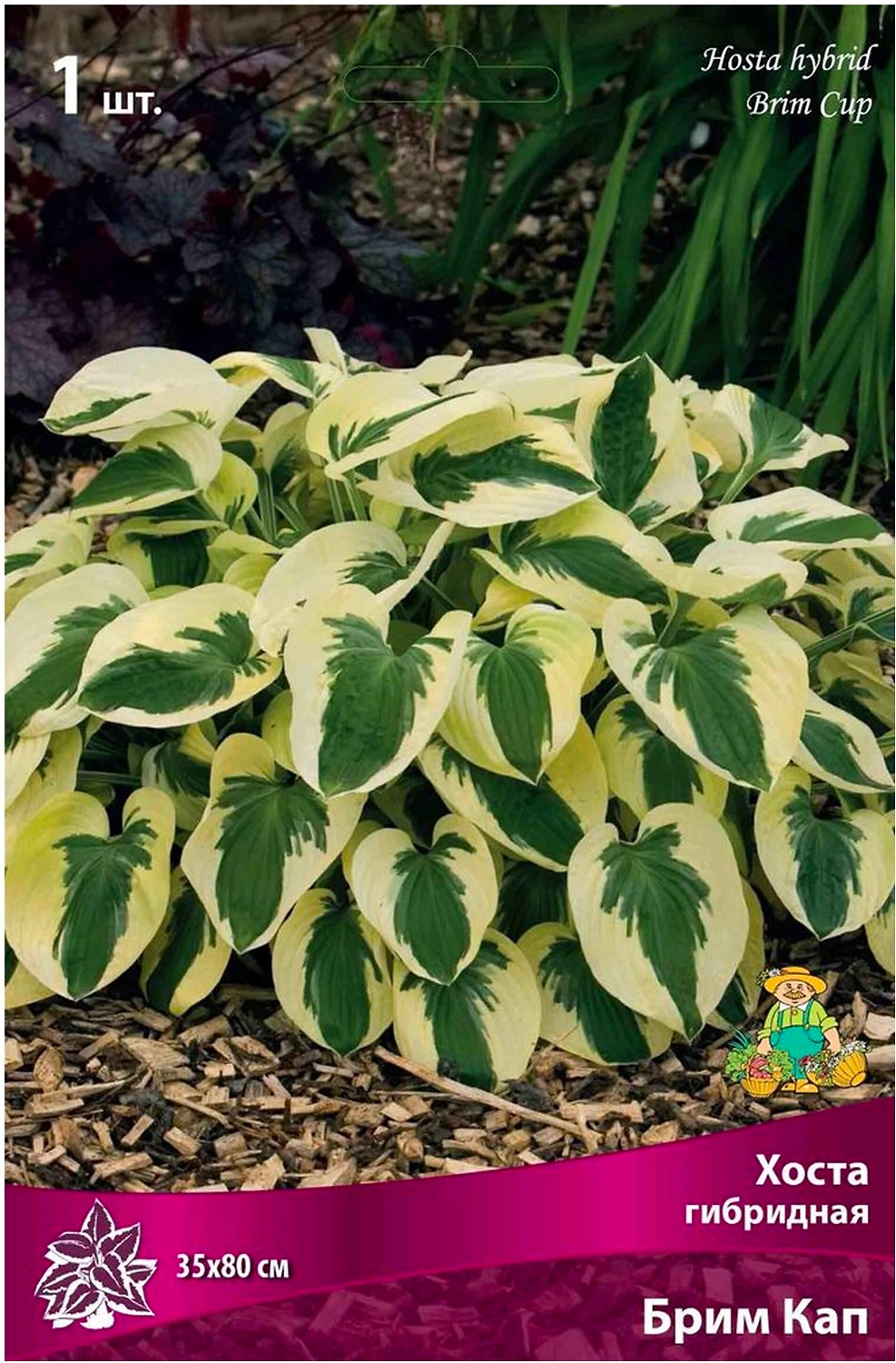 Корневище Хосты ПОИСК Брим Кап