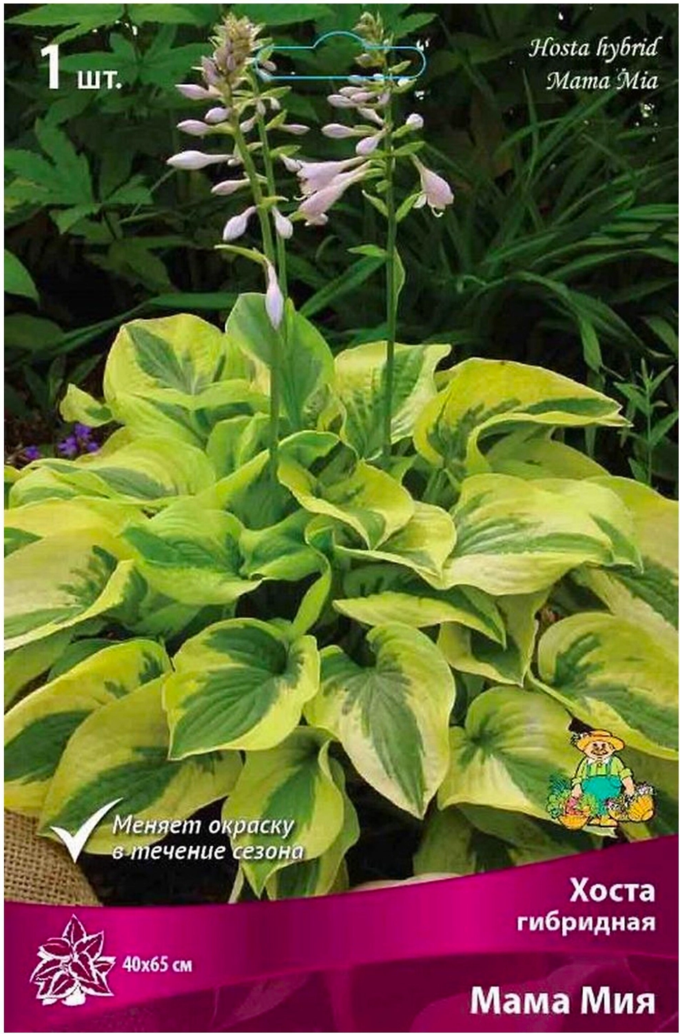 Корневище Хосты ПОИСК Мама Миа