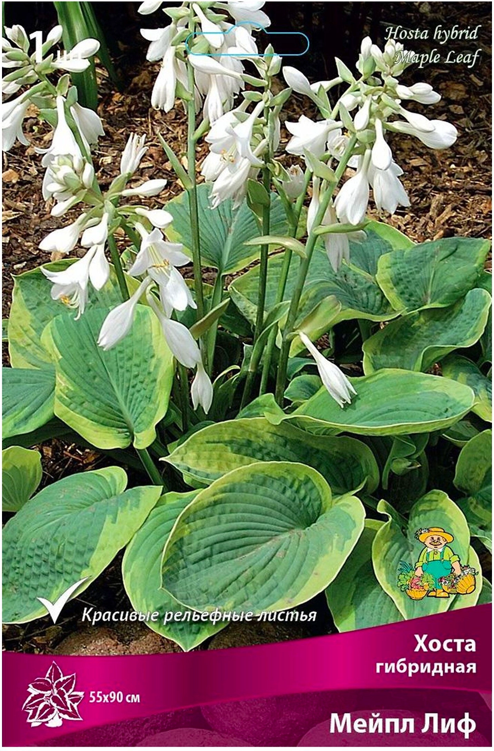 Корневище Хосты ПОИСК Мейпл Лиф