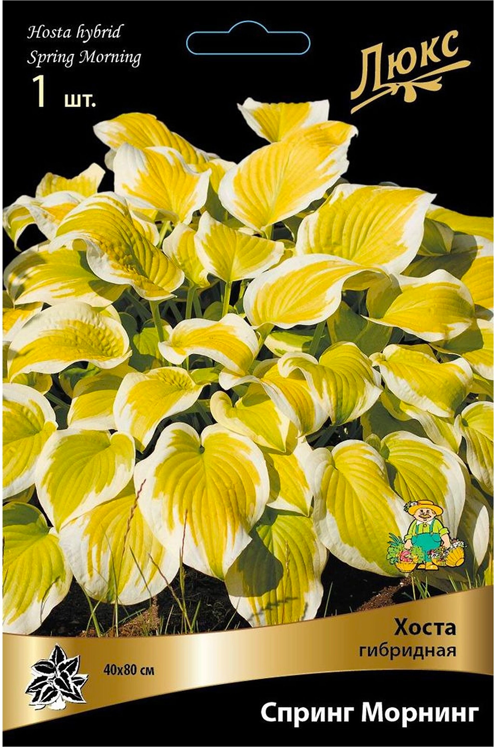 Корневище Хосты ПОИСК Люкс Спринг Морнинг