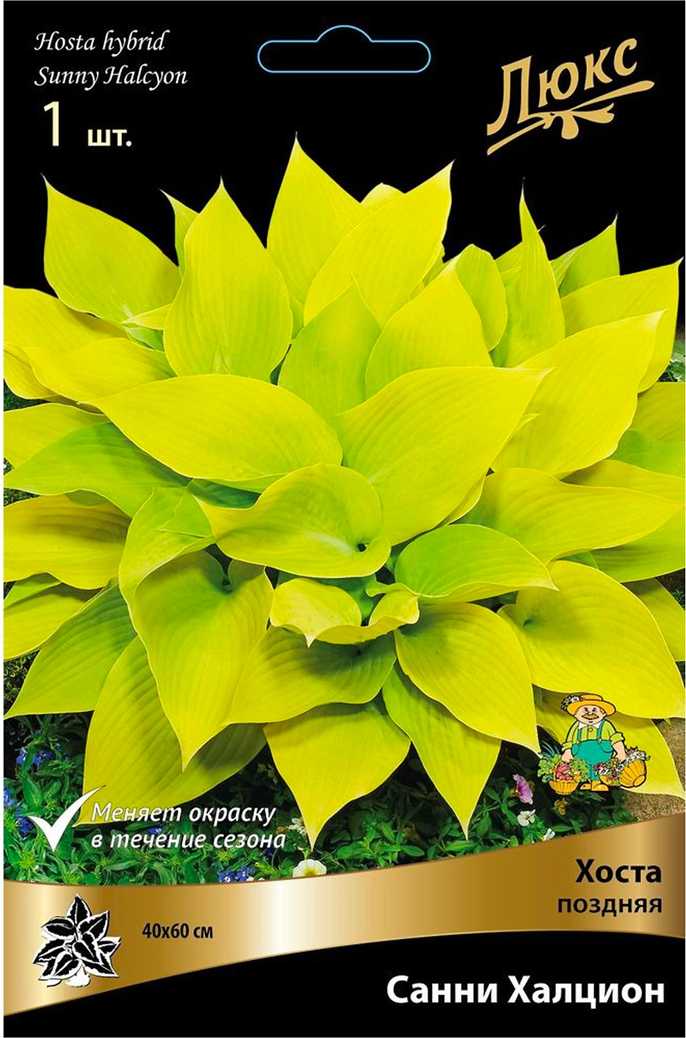 Корневище Хосты ПОИСК Люкс Санни Халцион