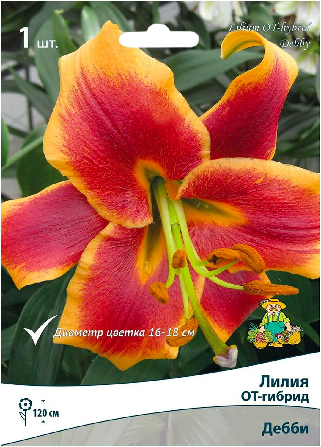 Луковицы лилии ОТ-гибрид ПОИСК Дебби 1 шт