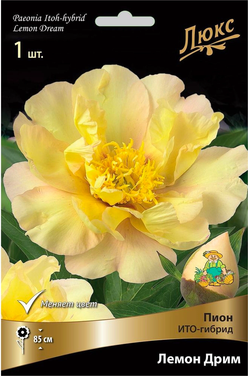 Корневище Пиона ПОИСК Люкс Лемон Дрим