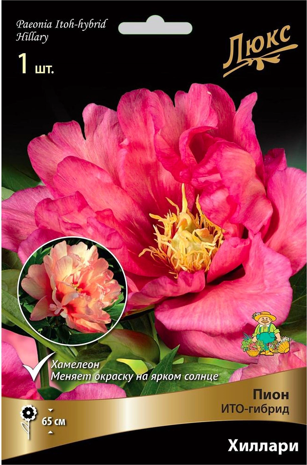 Корневище Пиона ПОИСК Люкс Хиллари