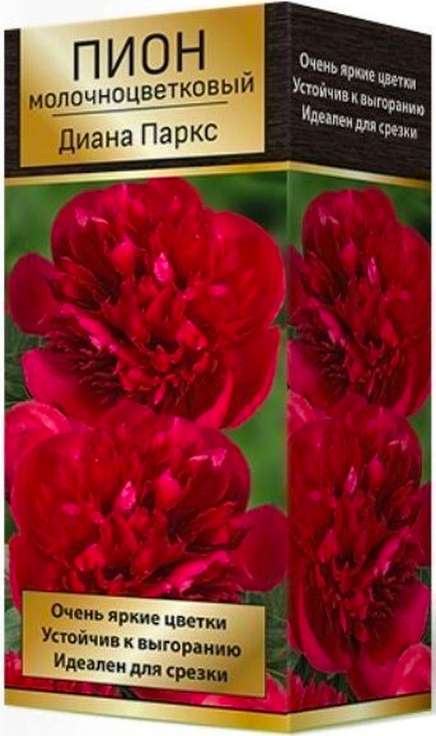 Корневище Пиона ПОИСК Диана Паркс