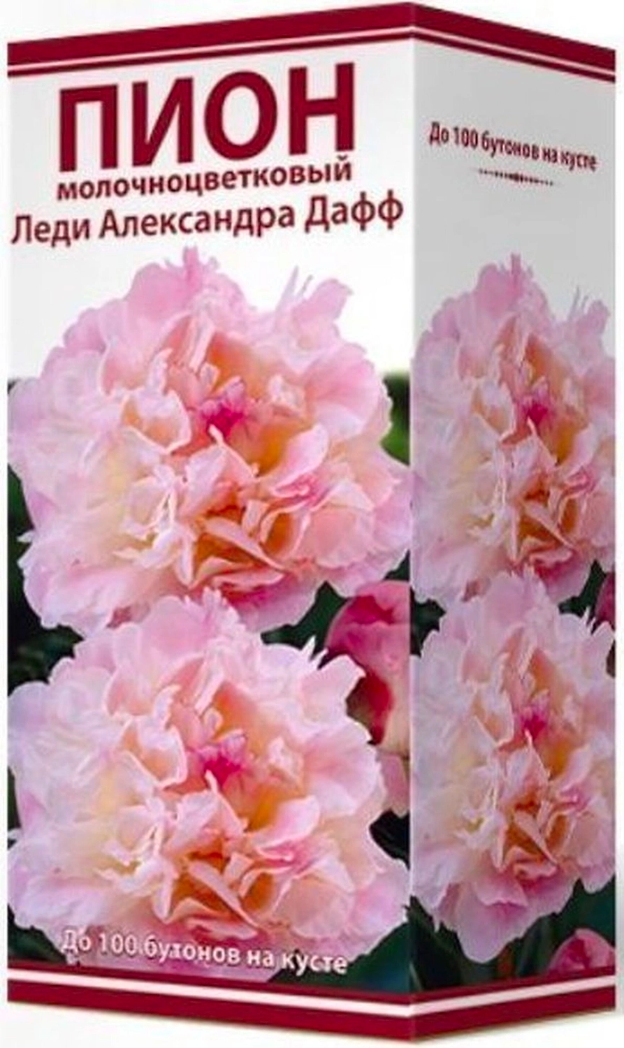 Корневище Пиона ПОИСК Леди Александра Дафф