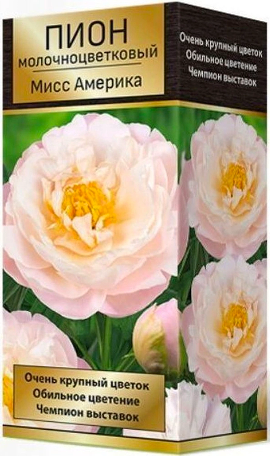 Корневище Пиона ПОИСК Миссис Франклин Д. Рузвельт