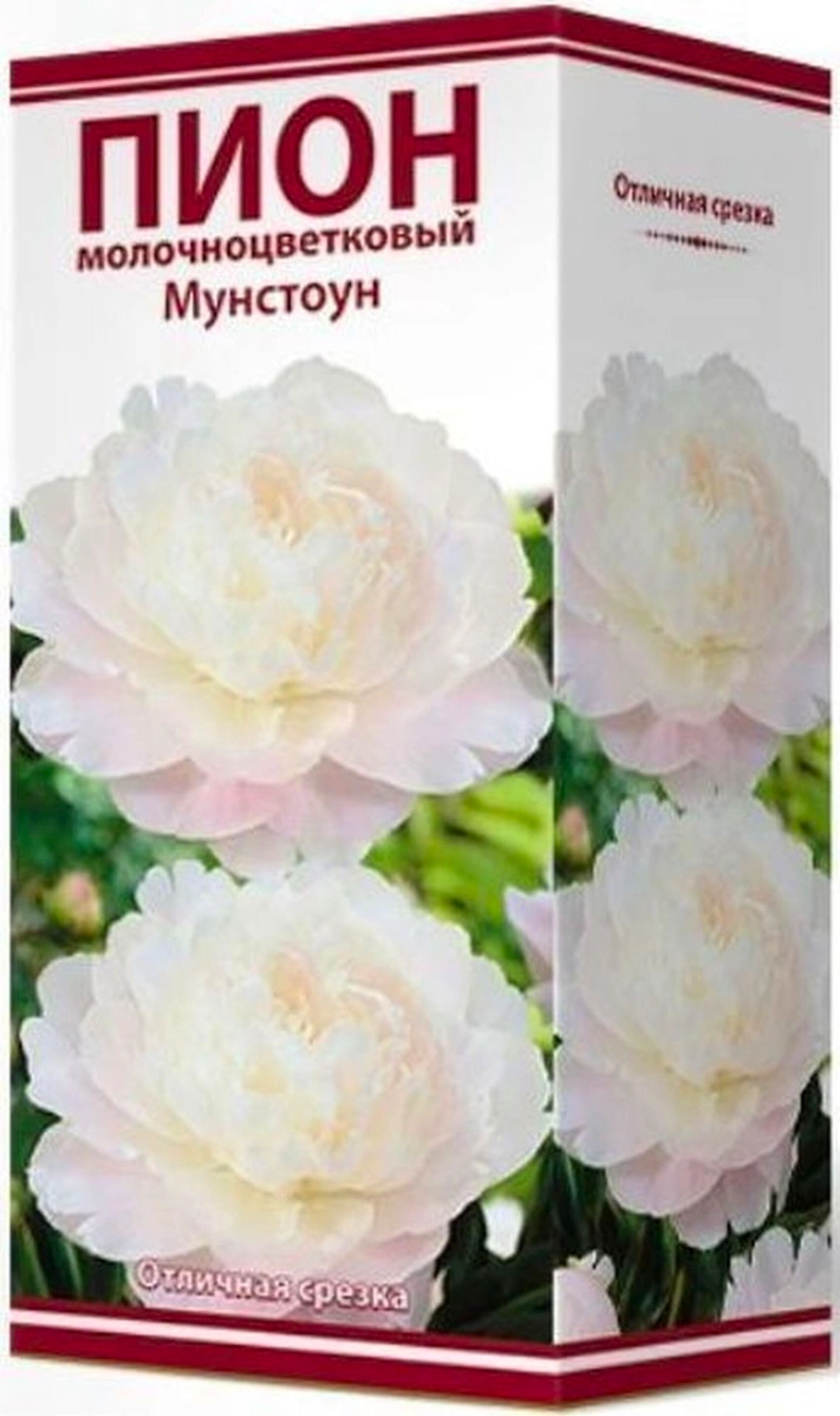 Корневище Пиона ПОИСК Мунстоун