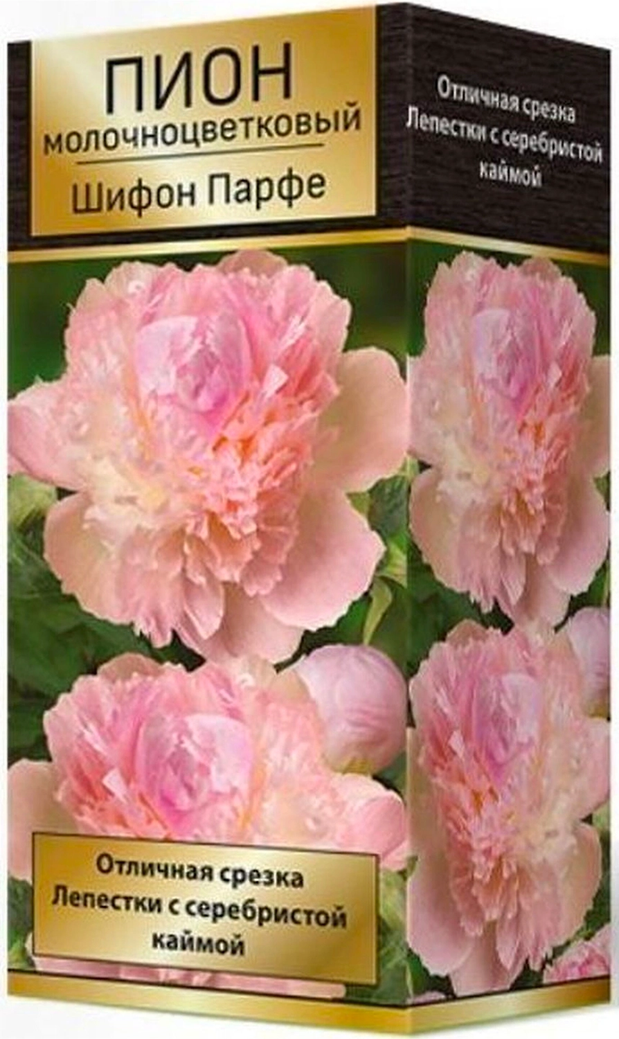 Корневище Пиона ПОИСК Шифон Парфе