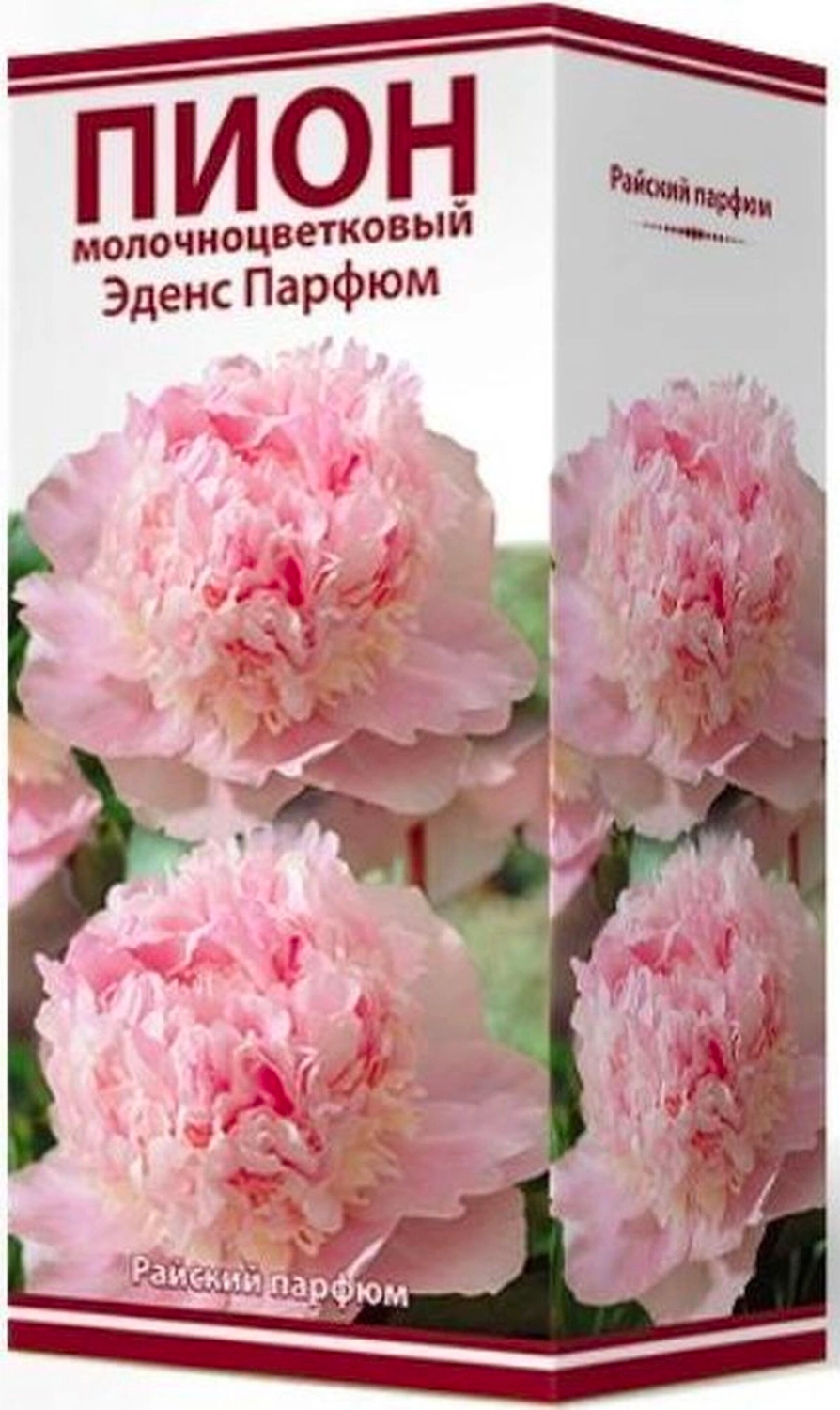 Корневище Пиона ПОИСК Эденс Парфюм