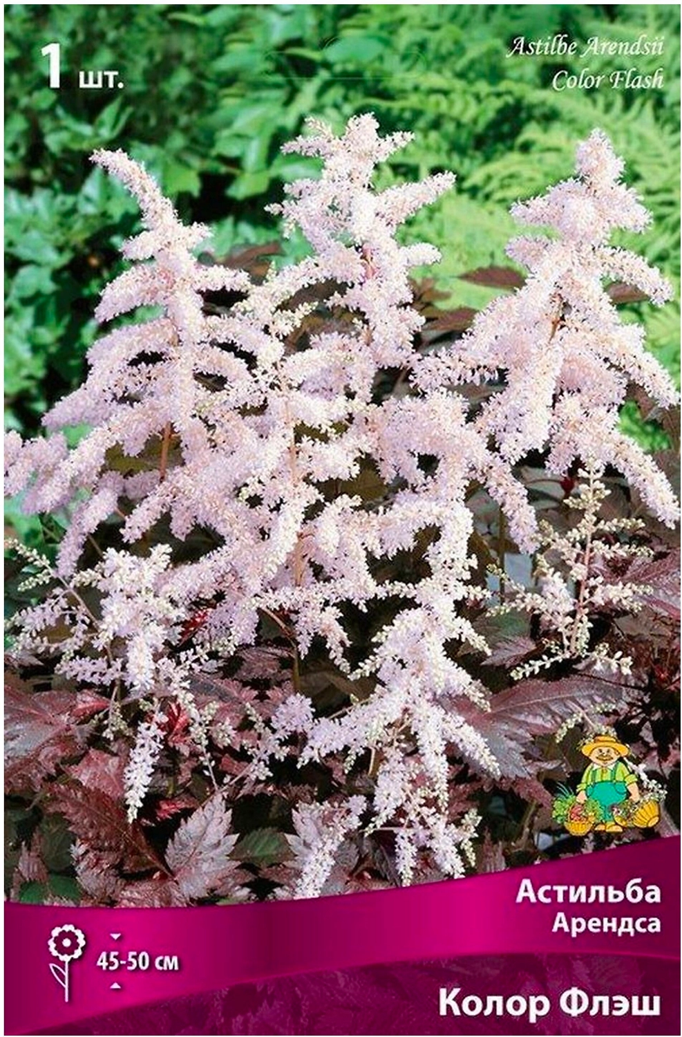 Луковица астильбы арендса ПОИСК Колор Флэш 1 шт