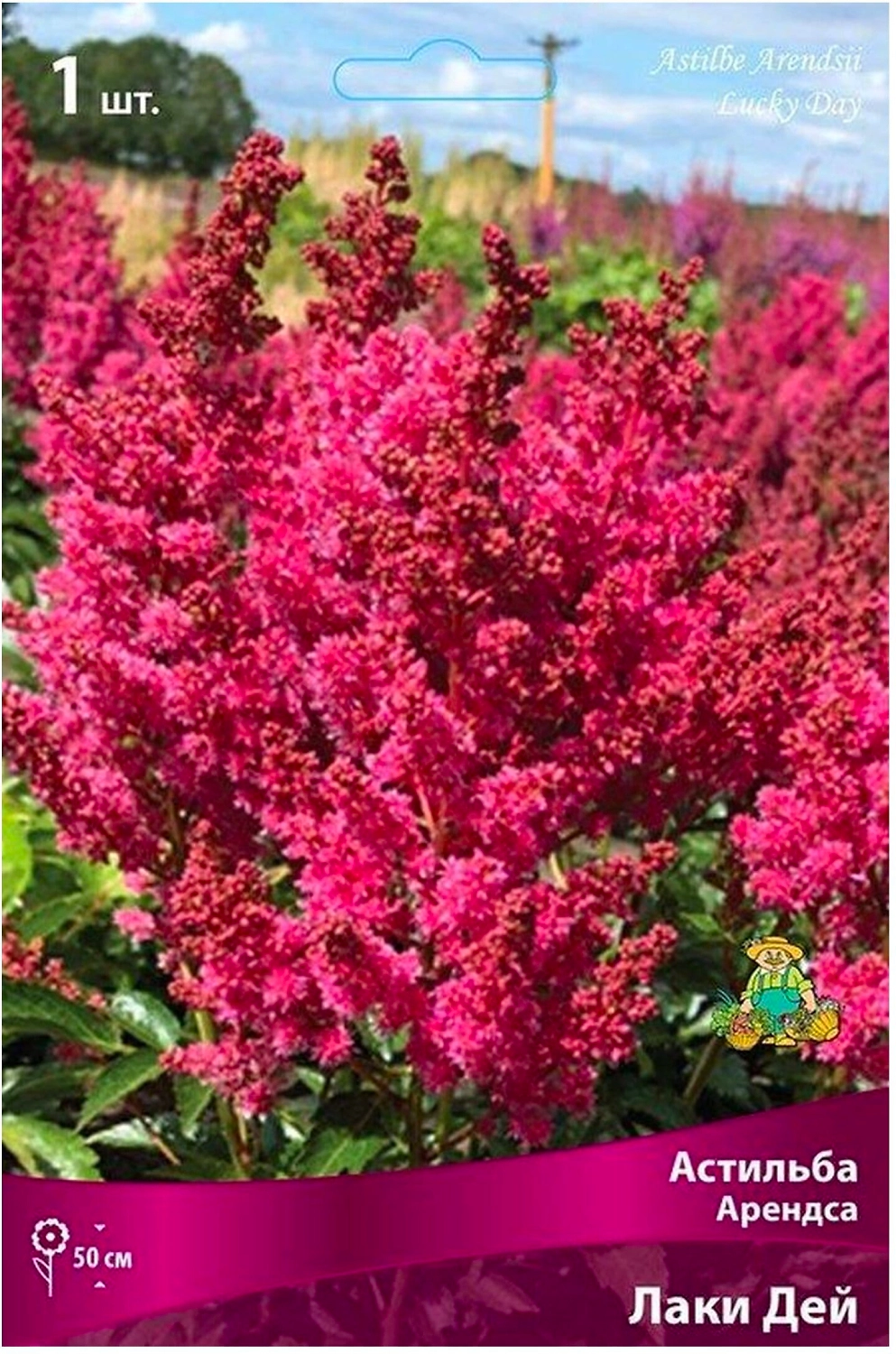 Луковица астильбы арендса ПОИСК Лаки Дей